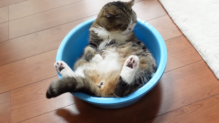 タライの中で寝る猫