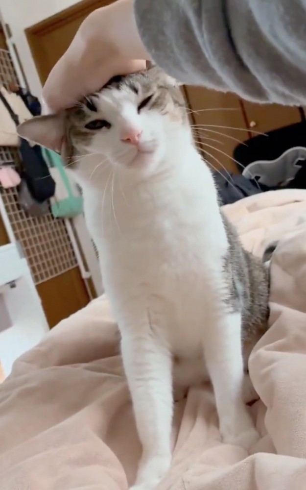 気持ちよさそうな猫