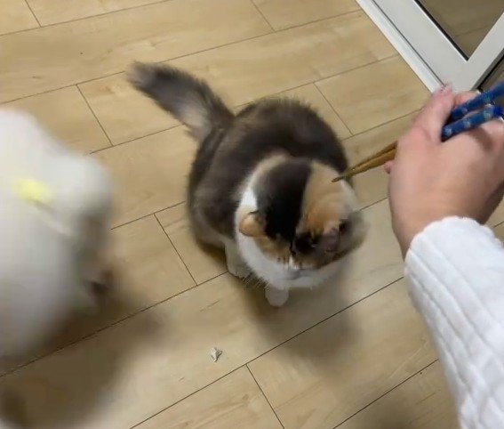 猫と猛ダッシュで近づく犬
