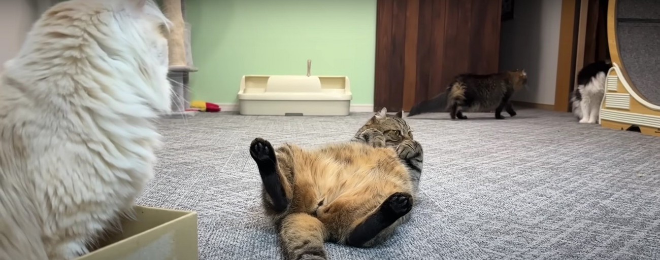 向かい合う2匹の猫とその間に寝転がる猫