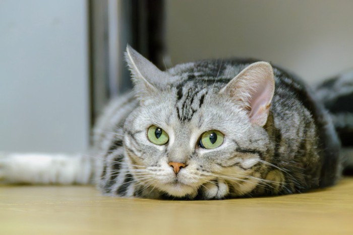 見つめる猫 
