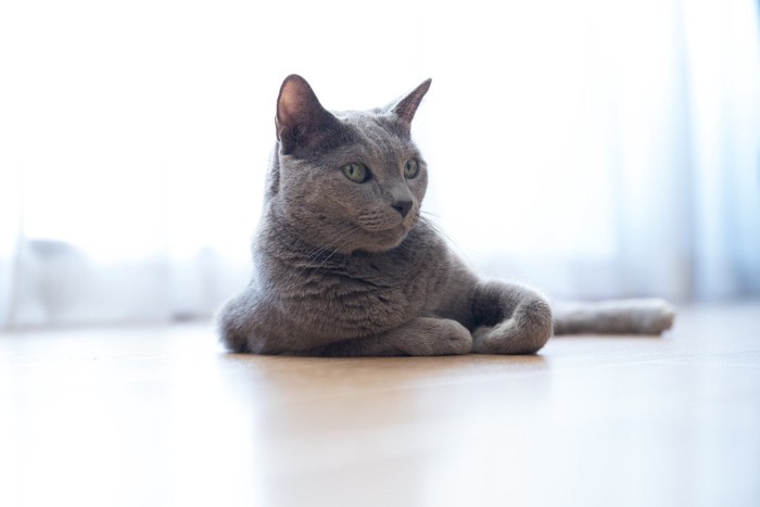 優雅にくつろぐロシアンブルー