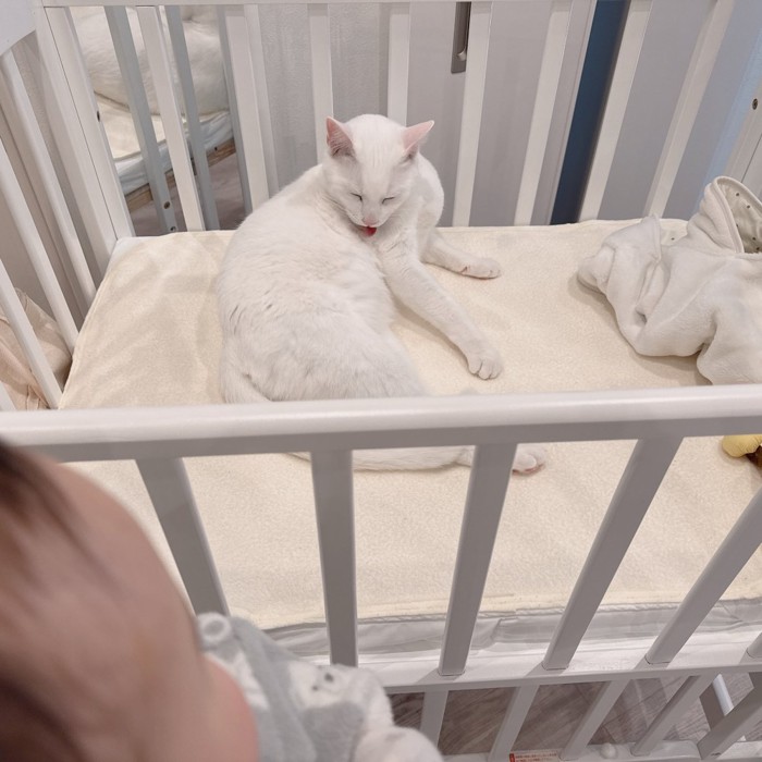 ベッドの上で毛繕いする白猫