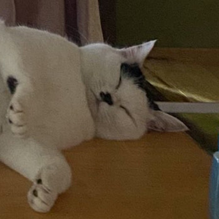 猫の寝顔