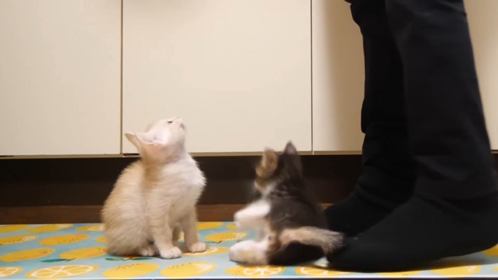 コケるそっくん