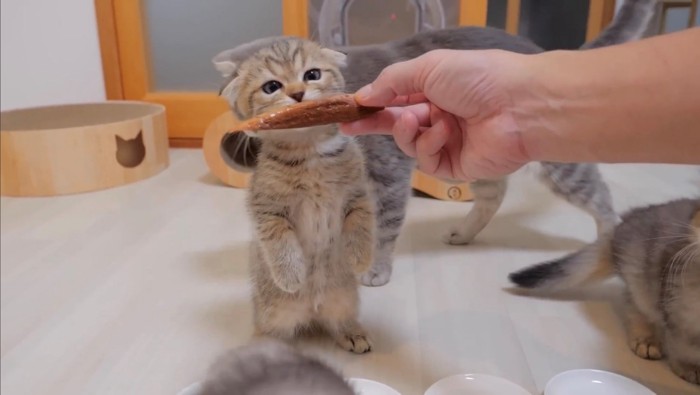 立ってカツオの匂いを嗅ぐ子猫