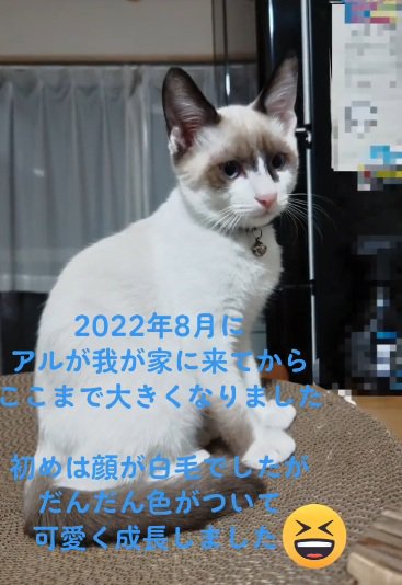 顔に模様が出て来た猫の全身の姿