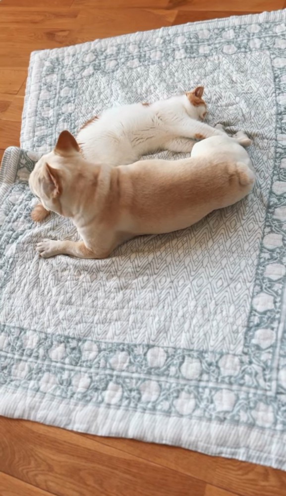 横になって犬の足を触る猫