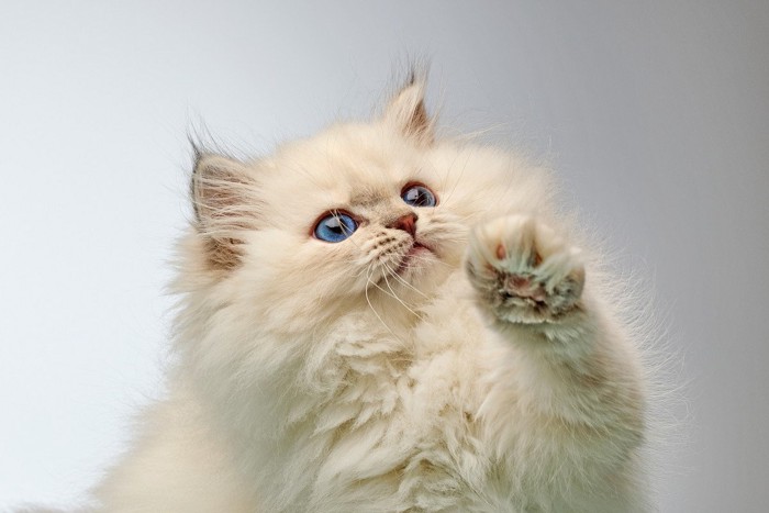 興味津々な猫
