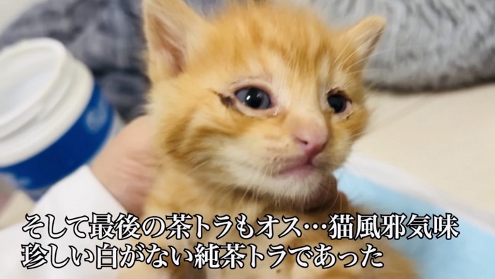 父ちゃんに抱っこされる茶トラ子猫