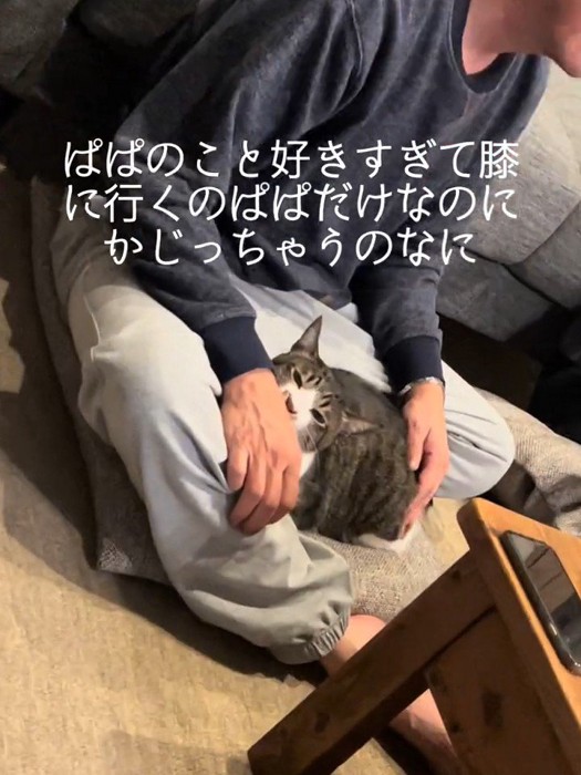 人にくっついている猫