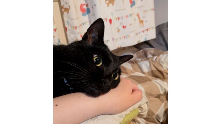 室内にいる猫