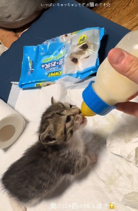 ミルクを飲む子猫