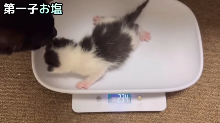 234gの子猫