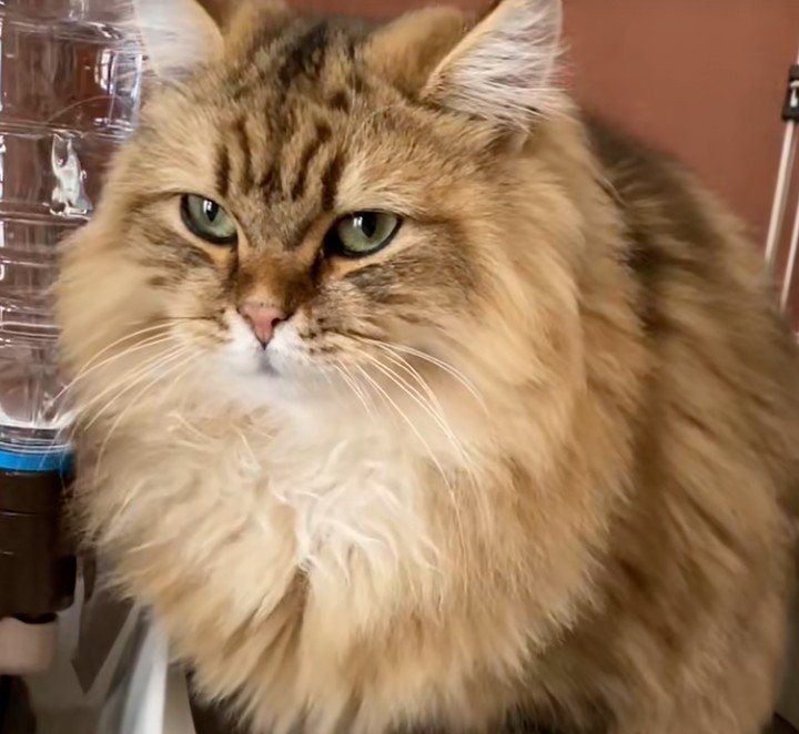 毛並みがふわふわの座る猫