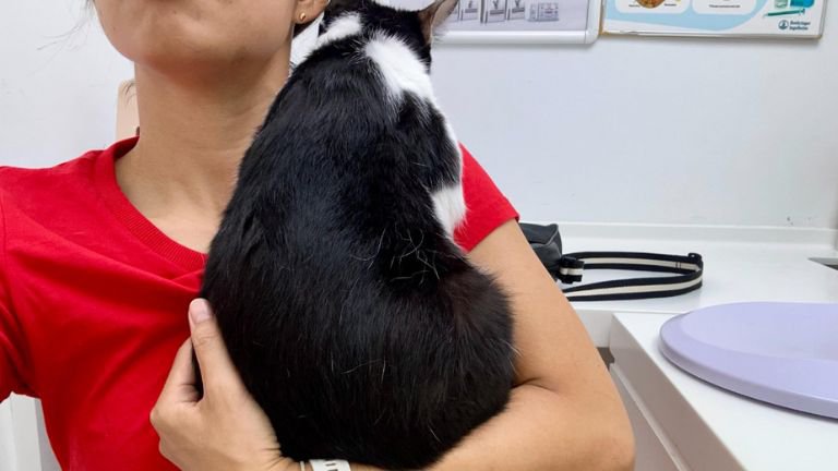 抱かれている猫