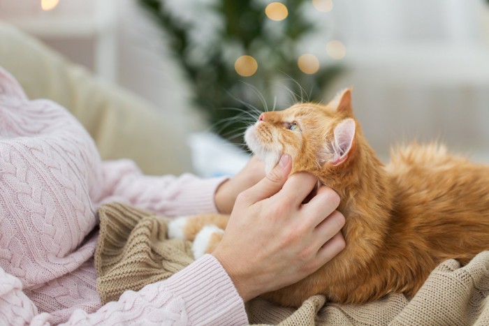 優しく撫でられ安心する猫