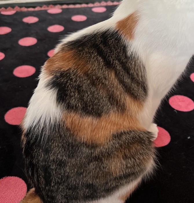 背中に三毛猫模様