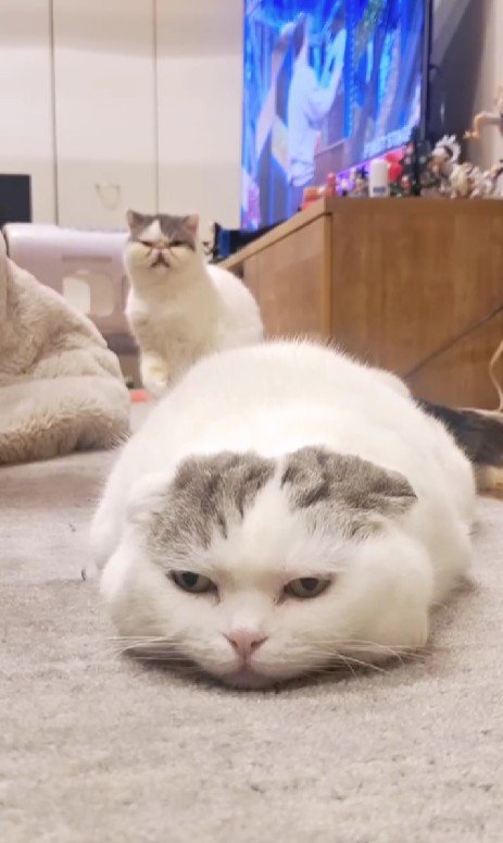 床でくつろぐ猫