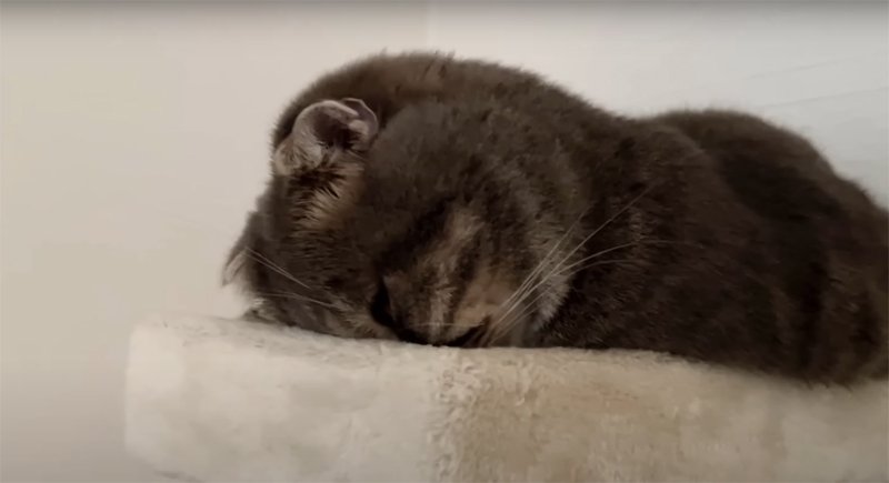 キャットタワーで寝る猫