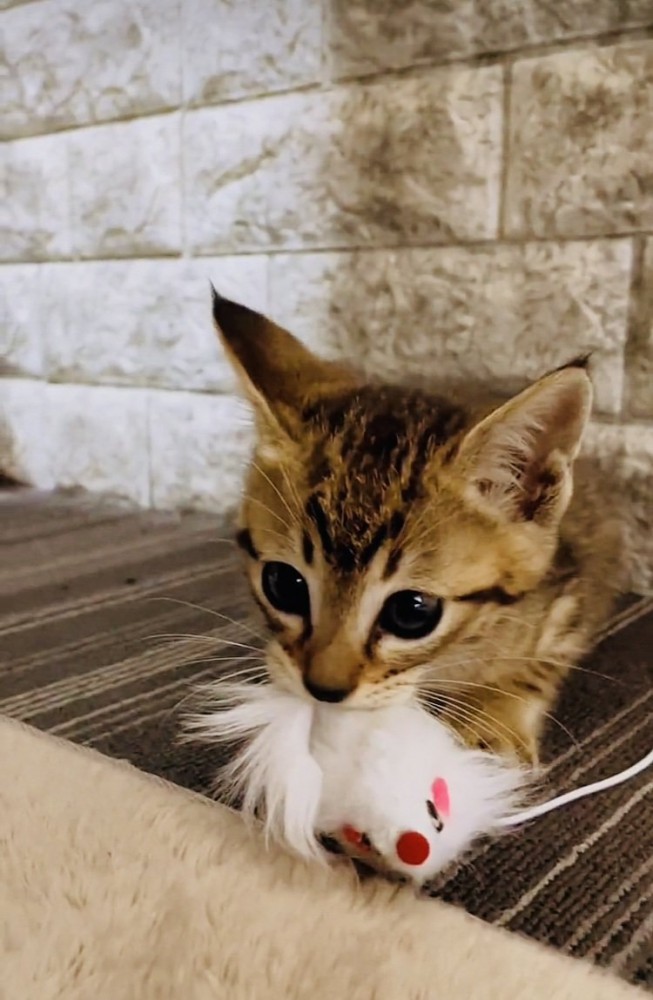 おもちゃで遊ぶ子猫