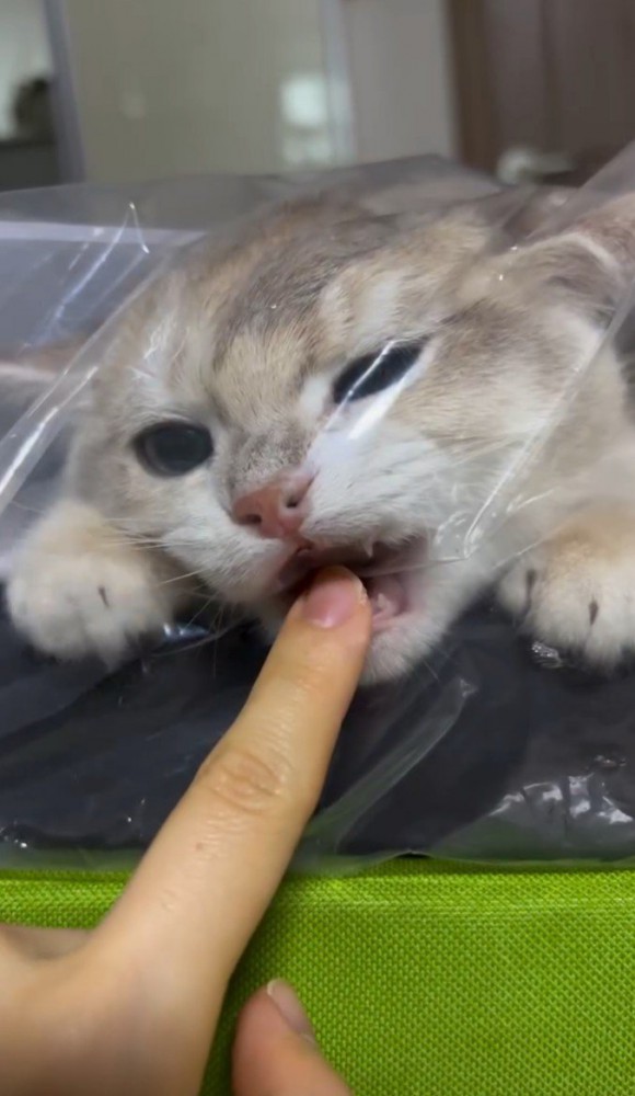 口を開ける猫2