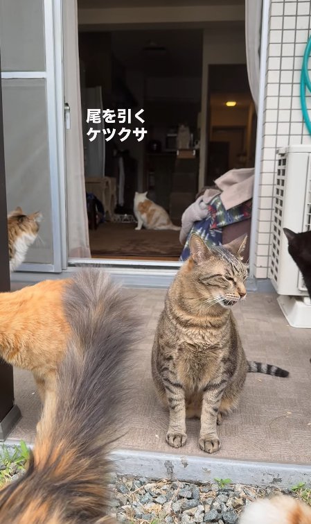 目と口を半開きにして画面右側を見つめるキジトラ