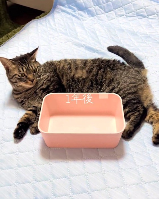 箱の横に寝そべる猫