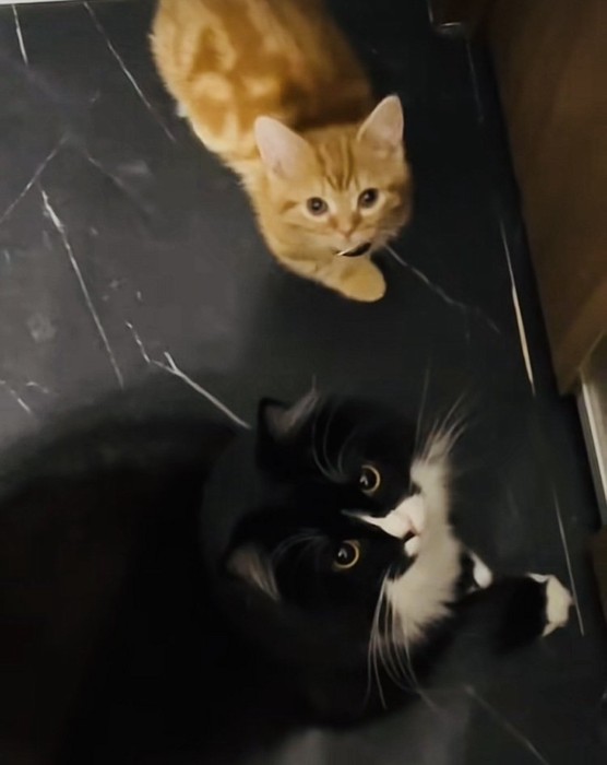 飼い主さんのほうを見上げるスコティッシュフォールドとマンチカン