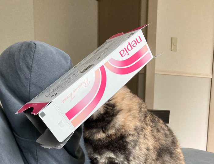 ティッシュの空き箱を被る猫