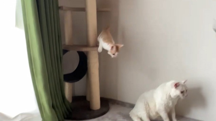 キャットタワーから飛び降りようとする子猫