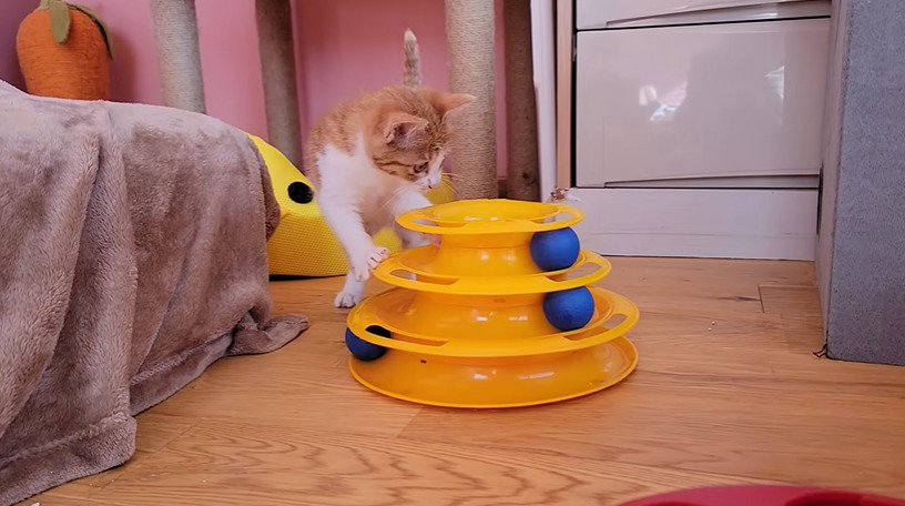 おもちゃに飛び掛かる子猫