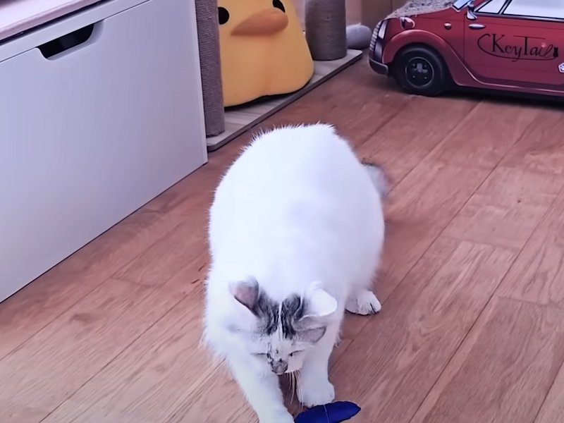 おもちゃにじゃれる猫