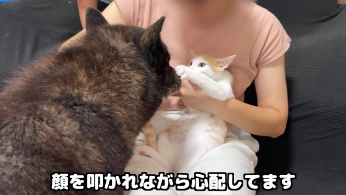 猫に叩かれる犬