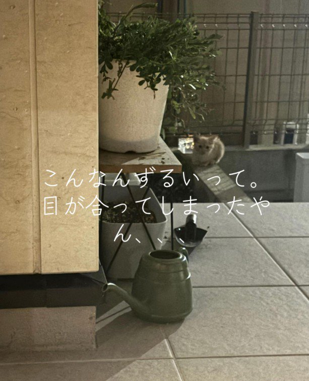 家の外にいる子猫