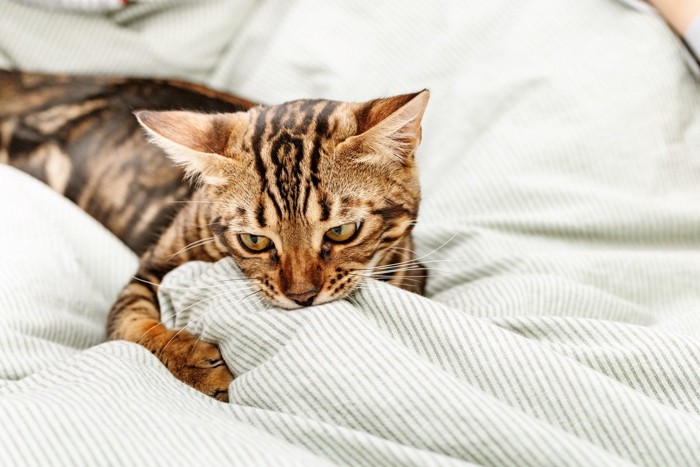 寝転ぶ猫