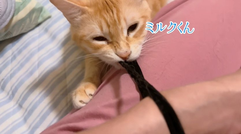 ゴムをくわえる猫