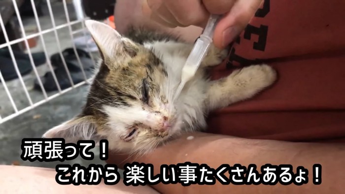 スポイトでミルクを飲ませてもらう子猫
