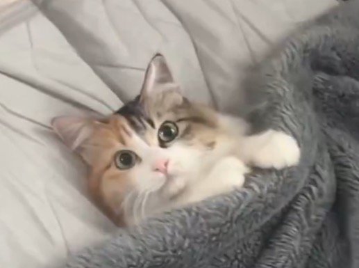 毛布の中に入って飼い主を見上げる猫