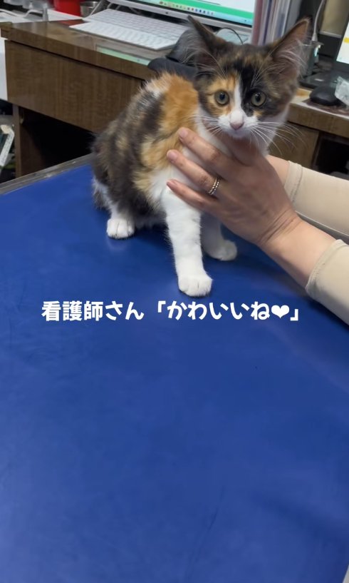 青い診察台の上に座っている子猫