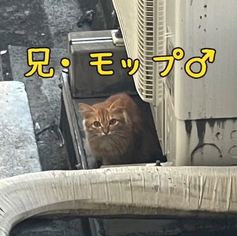 茶トラの兄弟の子猫の兄