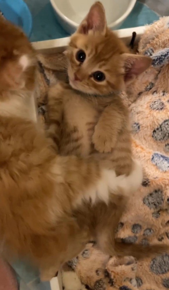 茶トラと茶白猫1