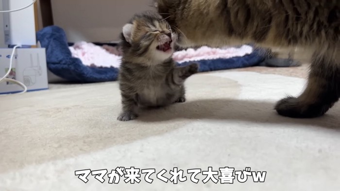 鳴く子猫