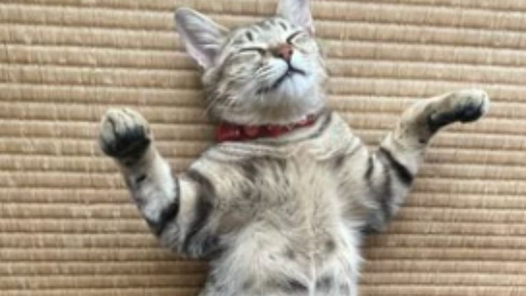 ヘソ天して眠る猫