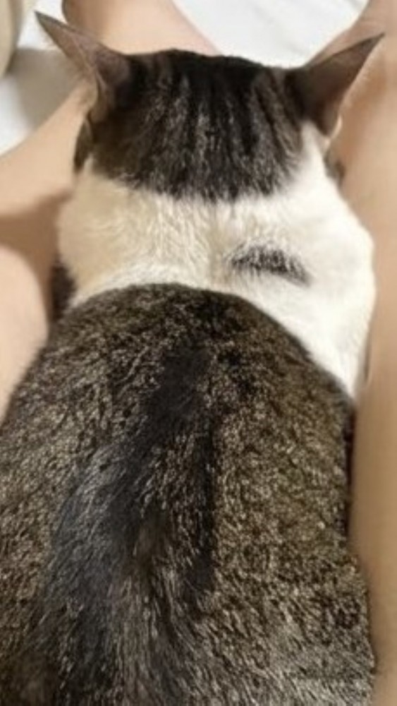 キジ白の後ろ姿