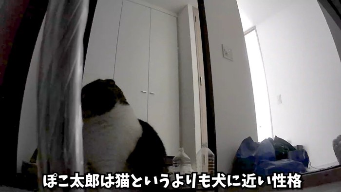 犬に近い性格
