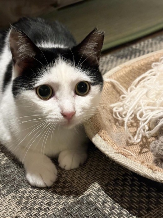 座っているおこめちゃん