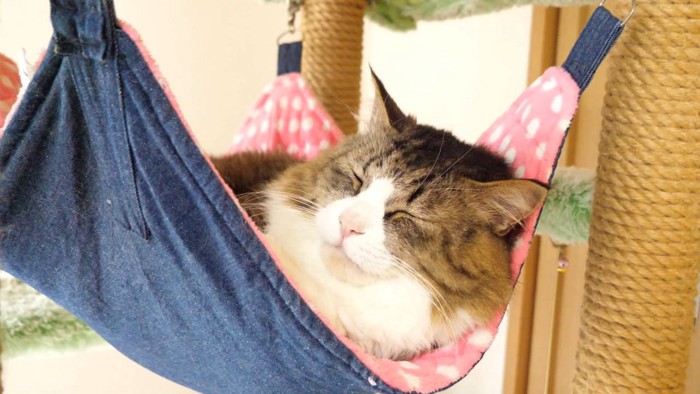 ;ハンモックで眠る猫