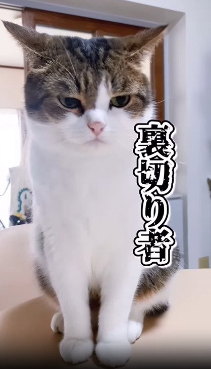 ジト目になる猫