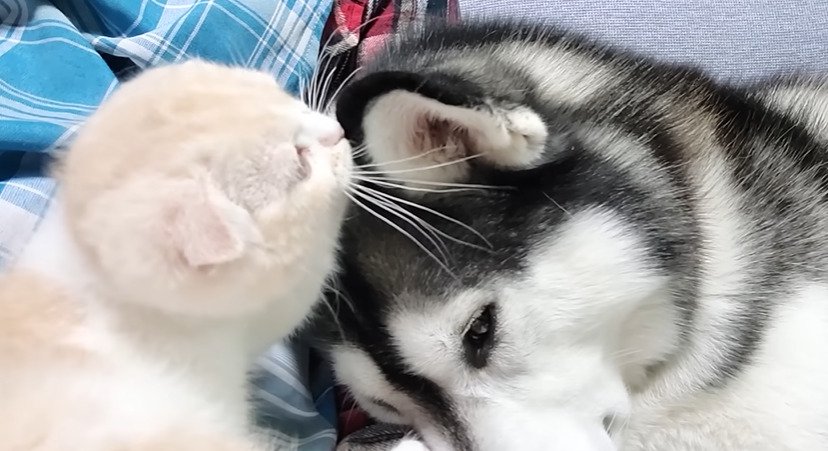 耳に鼻を近づける子猫